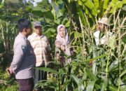 Jagung Jadi Andalan Banyumulek untuk Stabilkan Pangan Lokal