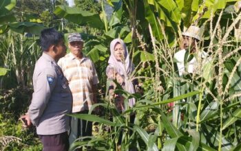 Jagung Jadi Andalan Banyumulek untuk Stabilkan Pangan Lokal