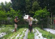 Bhabinkamtibmas Batulayar Dampingi Warga Panen Cabai, Dorong Pangan Mandiri dari Pekarangan