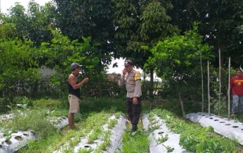 Bhabinkamtibmas Batulayar Dampingi Warga Panen Cabai, Dorong Pangan Mandiri dari Pekarangan