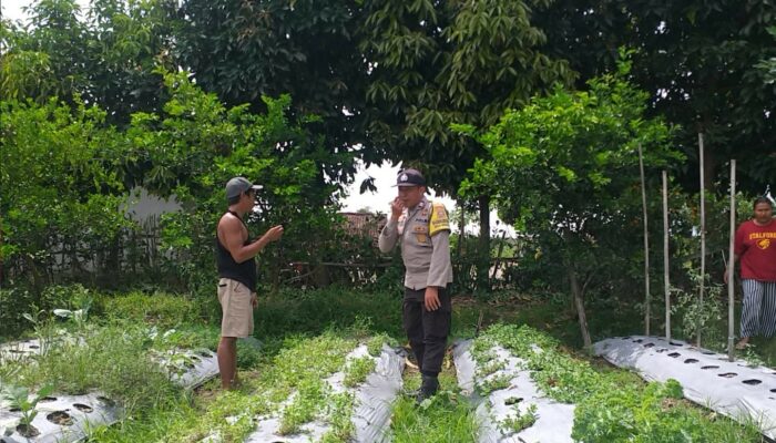 Dorong Swasembada Pangan, Bhabinkamtibmas Kuripan Edukasi Petani Jagaraga
