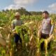 Kolaborasi untuk Pangan: Polisi dan Petani Tambang Eleh Satukan Langkah