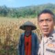 Sinergi Polisi dan Petani: Bhabinkamtibmas Eyat Mayang Dorong Swasembada Jagung