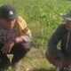 Polsek Labuapi Perkuat Ketahanan Pangan Bersama Petani Jagung Manis di Karang Bongkot