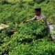 Bhabinkamtibmas Kuripan Utara Dampingi Petani Panen Cabai, Dukung Ketahanan Pangan