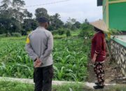 Polsek Kediri Dorong Swasembada Pangan Lewat Pendampingan Petani Montong Are