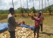 Bhabinkamtibmas Sekotong Dukung Petani Jagung di Desa Batu Putih