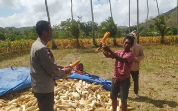 Bhabinkamtibmas Sekotong Dukung Petani Jagung di Desa Batu Putih