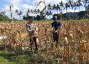 Bhabinkamtibmas Tempos Dampingi Panen Jagung, Wujud Nyata Dukung Ketahanan Pangan