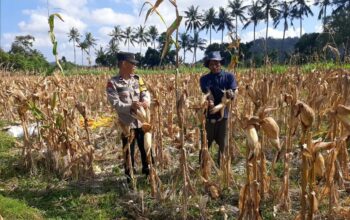 Bhabinkamtibmas Tempos Dampingi Panen Jagung, Wujud Nyata Dukung Ketahanan Pangan
