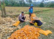 Jalin Silaturahmi, Bhabinkamtibmas Lembar Dukung Petani Jagung di Eyat Mayang