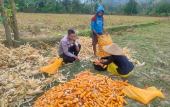 Jalin Silaturahmi, Bhabinkamtibmas Lembar Dukung Petani Jagung di Eyat Mayang