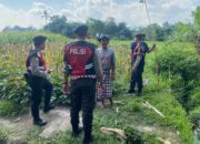 Polisi Lakukan Patroli Tanam Jagung di Dusun Kelebut untuk Dukung Swasembada Pangan