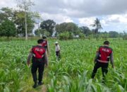 Polres Lombok Barat Dampingi Petani Gerung Utara, Dukung Swasembada Pangan