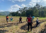 Polres Lombok Barat Dampingi Petani Jagung Desa Kebon Ayu untuk Ketahanan Pangan