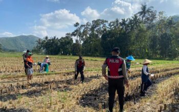 Polres Lombok Barat Dampingi Petani Jagung Desa Kebon Ayu untuk Ketahanan Pangan