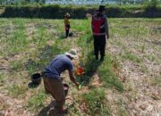 Sinergi Polri dan Petani Desa Kuripan: Jaga Panen, Jaga Ketahanan Pangan