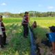 Polres Lombok Barat Pantau Lahan Jagung di Desa Tempos untuk Dukung Swasembada Pangan