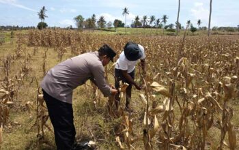 Polri Dampingi Petani Kedaro Sinergi Ketahanan Pangan di Lombok Barat