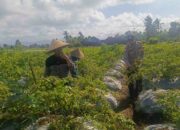 Polri Dampingi Petani Panen Cabai di Kuripan Utara, Dukung Ketahanan Pangan Lokal