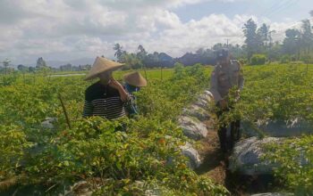 Polri Dampingi Petani Panen Cabai di Kuripan Utara, Dukung Ketahanan Pangan Lokal
