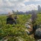 Sinergi Petani dan Polri di Kuripan Perkuat Kemandirian Pangan Lokal