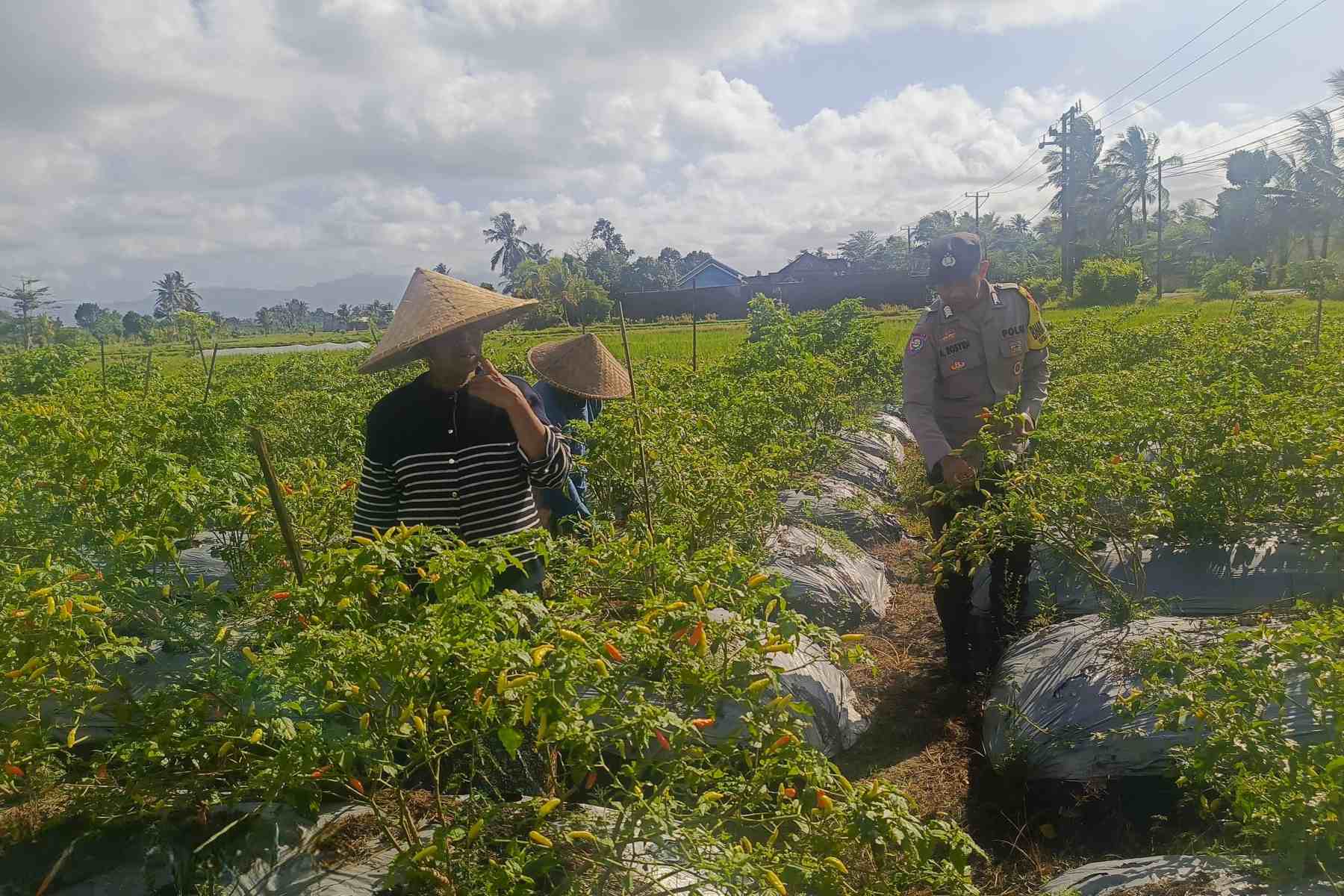 Polri Dampingi Petani Panen Cabai di Kuripan Utara, Dukung Ketahanan Pangan Lokal