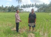 Polsek Gerung Perkuat Ketahanan Pangan Lewat Monitoring Pertanian Desa Banyu Urip