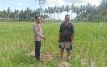 Polsek Gerung Perkuat Ketahanan Pangan Lewat Monitoring Pertanian Desa Banyu Urip