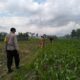Sinergi Polsek Kediri dan Petani Lelede Kendalikan Hama Jagung