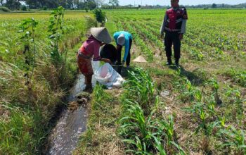 Polsek Kuripan Dukung Ketahanan Pangan Lewat Patroli di Lahan Jagung