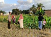 Polsek Kuripan Dukung Petani Jagung di Kumbung Barat Wujudkan Ketahanan Pangan