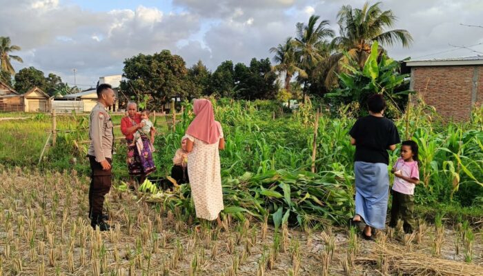 Bhabinkamtibmas Kuripan Utara Turun ke Lahan Dukung Program Pangan
