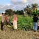 Polsek Kuripan Dukung Petani Jagung di Kumbung Barat Wujudkan Ketahanan Pangan