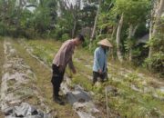 Polsek Labuapi Ajak Warga Desa Kuranji Wujudkan Kemandirian Pangan Lewat Pertanian Pekarangan