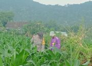 Polsek Lembar Dorong Ketahanan Pangan Lewat Pendampingan Petani Desa Babussalam