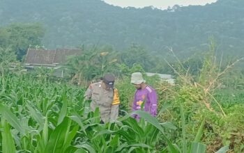 Polsek Lembar Dorong Ketahanan Pangan Lewat Pendampingan Petani Desa Babussalam