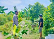 Polsek Lembar Dukung Ketahanan Pangan, Bhabinkamtibmas Beri Semangat Petani Jagung di Eyat Mayang