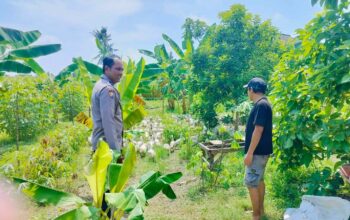 Polsek Lembar Dukung Ketahanan Pangan, Bhabinkamtibmas Beri Semangat Petani Jagung di Eyat Mayang