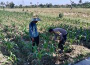 Sinergi Polri dan Petani, Optimalisasi Lahan Kosong di Dusun Jogot untuk Ketahanan Pangan
