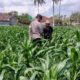 Sinergi Polri dan Petani, Panen Jagung di Sekotong Berjalan Aman