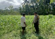Polri di Tengah Petani Jagung: DDS Bangun Ketahanan Pangan Sekotong