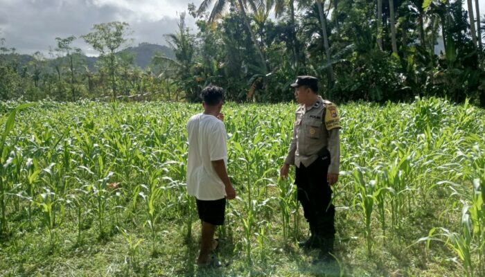 DDS Polri di Sayong Baru: Dukung Petani Jagung dan Stabilitas Pangan Lombok Barat