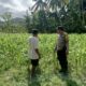 DDS Polri di Sayong Baru: Dukung Petani Jagung dan Stabilitas Pangan Lombok Barat