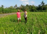 Sinergi Polisi dan Petani di Desa Jagaraga Wujudkan Swasembada Pangan