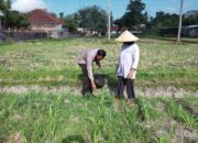 Polsek Kuripan Galakkan Pertanian Pekarangan Demi Kesejahteraan Warga
