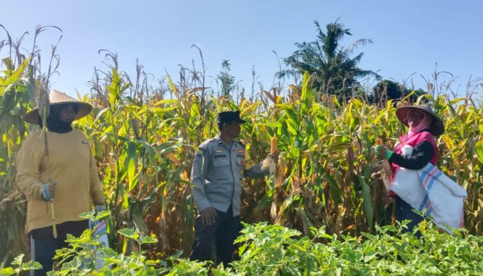 Bhabinkamtibmas Gerung Kawal Panen Jagung Petani Desa Beleka
