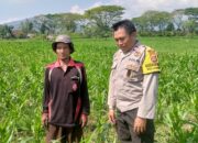 Sinergi Polisi dan Petani di Desa Jagaraga untuk Wujudkan Kemandirian Pangan