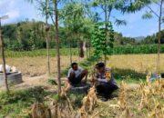 Dukung Ketahanan Pangan, Bhabinkamtibmas Lembar Beri Semangat Petani Jagung di Eyat Mayang