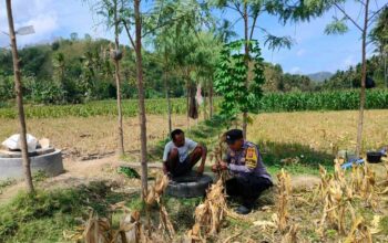 Dukung Ketahanan Pangan, Bhabinkamtibmas Lembar Beri Semangat Petani Jagung di Eyat Mayang